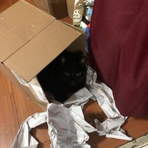 Boxes of Pussy